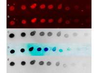 Goat Anti-Rabbit IgG antibody, pre-adsorbed (HRP)