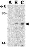 ATG7 antibody