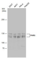 PARG antibody