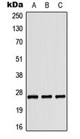 COL4A3 antibody