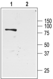 KCNJ1 / ROMK antibody