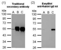 EasyBlot anti Rabbit IgG (HRP)