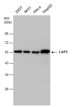 LAP3 antibody