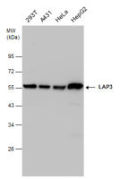 LAP3 antibody