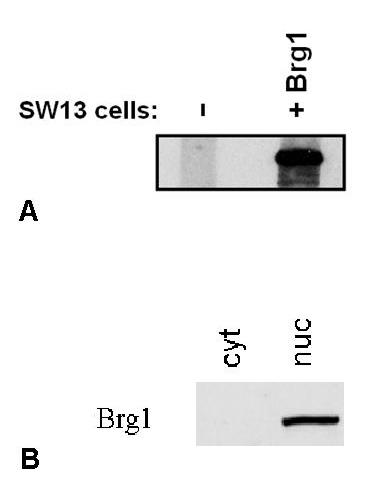 BRG1 antibody [BRG-01]