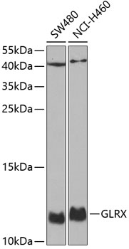 Glutaredoxin 1 antibody