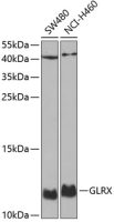 Glutaredoxin 1 antibody