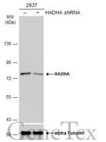 HADHA antibody [N2C1], Internal
