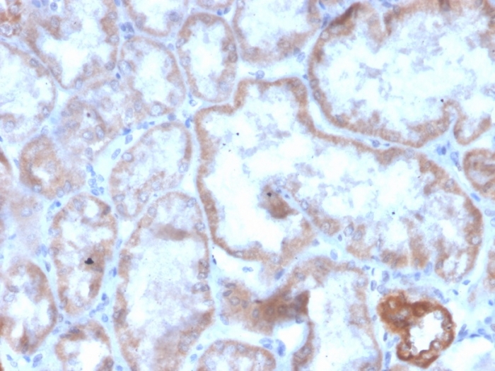 CD137 antibody [r4-1BB/4603]