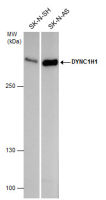 DYNC1H1 antibody