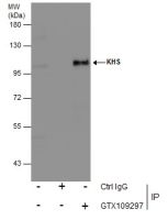 KHS antibody [N3C1], Internal