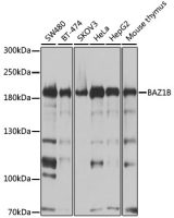 WSTF antibody