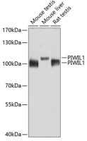 PIWIL1 antibody