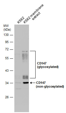 CD147 antibody [N2C3]