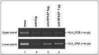 RFXAP antibody - ChIP grade