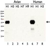 Influenza A virus H1N1 HA (Hemagglutinin) antibody