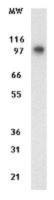 DAP5 antibody [39C534.1]