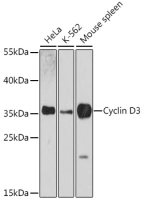 Cyclin D3 antibody