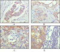 CD166 antibody [10F1G12]