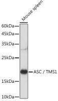 TMS1 antibody