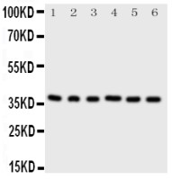 CDK7 antibody