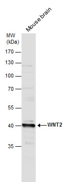 Wnt2 antibody