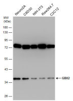 GBX2 antibody