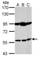 Bestrophin 1 antibody