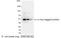 Myc tag antibody (HRP)