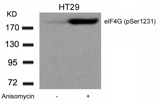eIF4G (phospho Ser1232) antibody