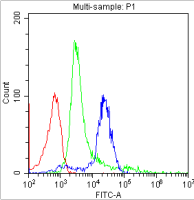 CD8 antibody [CA-8]