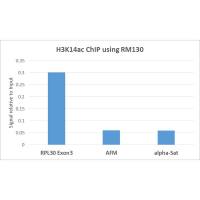 Histone H3K14ac (Acetyl Lys14) antibody [RM130]