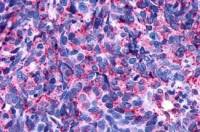 Dopamine Receptor D4 antibody