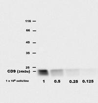 CD9 antibody [EM-04] (PE)