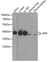 XPA antibody