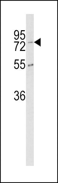 CPZ antibody, N-term