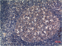 MLKL antibody [8H7]