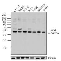 eIF2 alpha antibody [EIF2a]