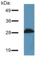 PRR7 antibody [TRAP3/10]