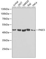 PAICS antibody