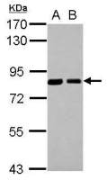 SNX9 antibody