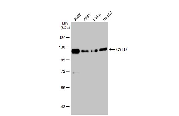 CYLD antibody