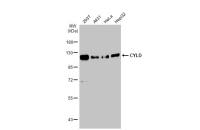 CYLD antibody