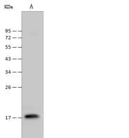 Cyclophilin A antibody
