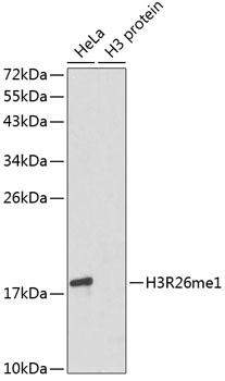 Histone H3R26me1 (mono-methyl Arg26) antibody