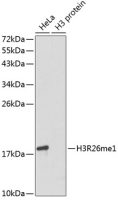 Histone H3R26me1 (mono-methyl Arg26) antibody