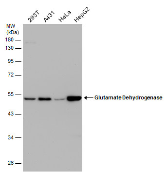 GLUD1 + GLUD2 antibody