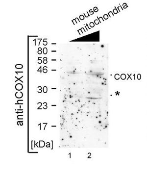 COX10 antibody, Internal