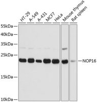 HSPC111 antibody