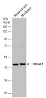 SH3GL1 antibody